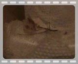 L2 vs Moth